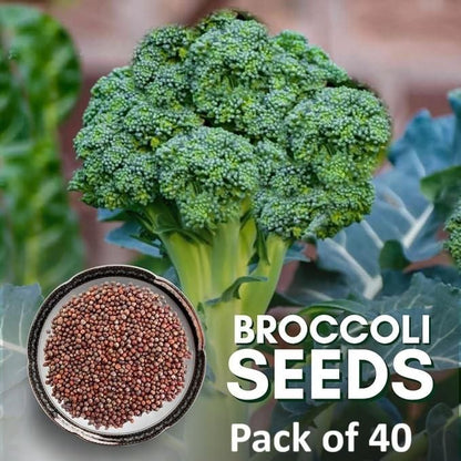 Hybrid Organic Broccoli Seeds (Pack of 40)