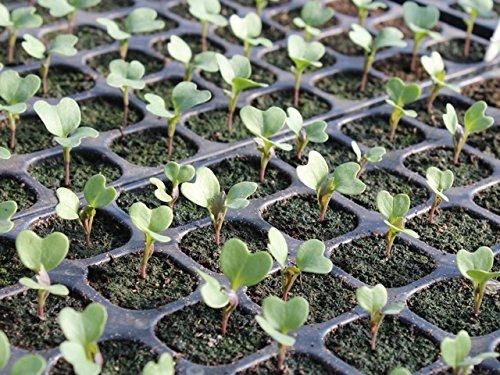 Hybrid Organic Broccoli Seeds (Pack of 40)