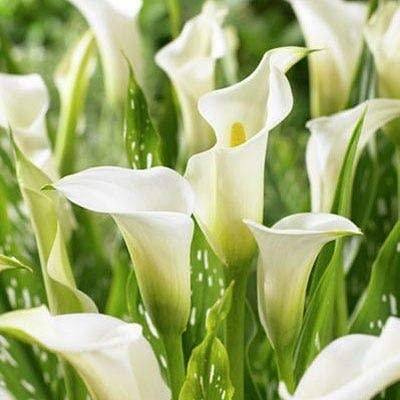 Flower Seeds Calla lily Bulbs (Pack of 1)