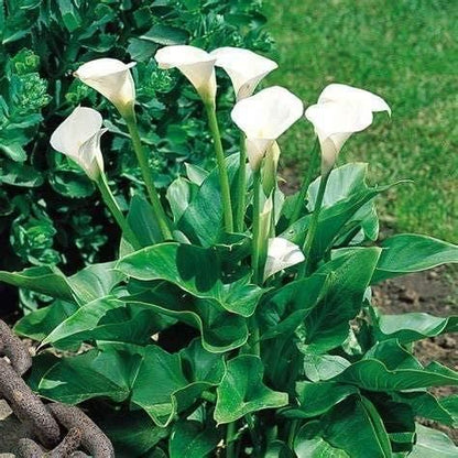 Flower Seeds Calla lily Bulbs (Pack of 1)